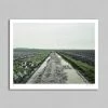 Rouleur Gallery Roubaix 04 - Art Print - Michael Blann